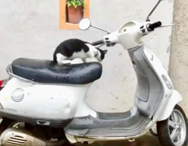 Casa Celestine In Via Orsini Liguria Italy Sleeps 5 Feriehus *